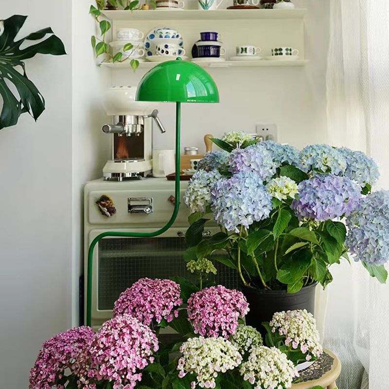 Salgado Grün Pilz Bogen Stehleuchte, 128CM Lang - Lumpaz