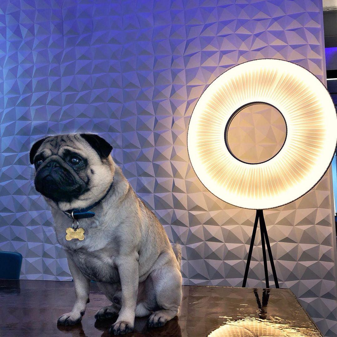 Iris Floor Lamp - Lumpaz