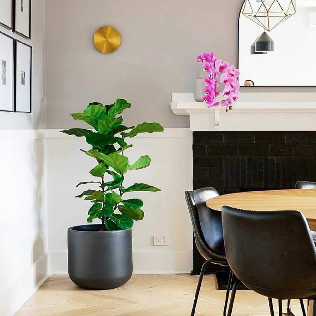 Gossa Wall Lamp - Lumpaz