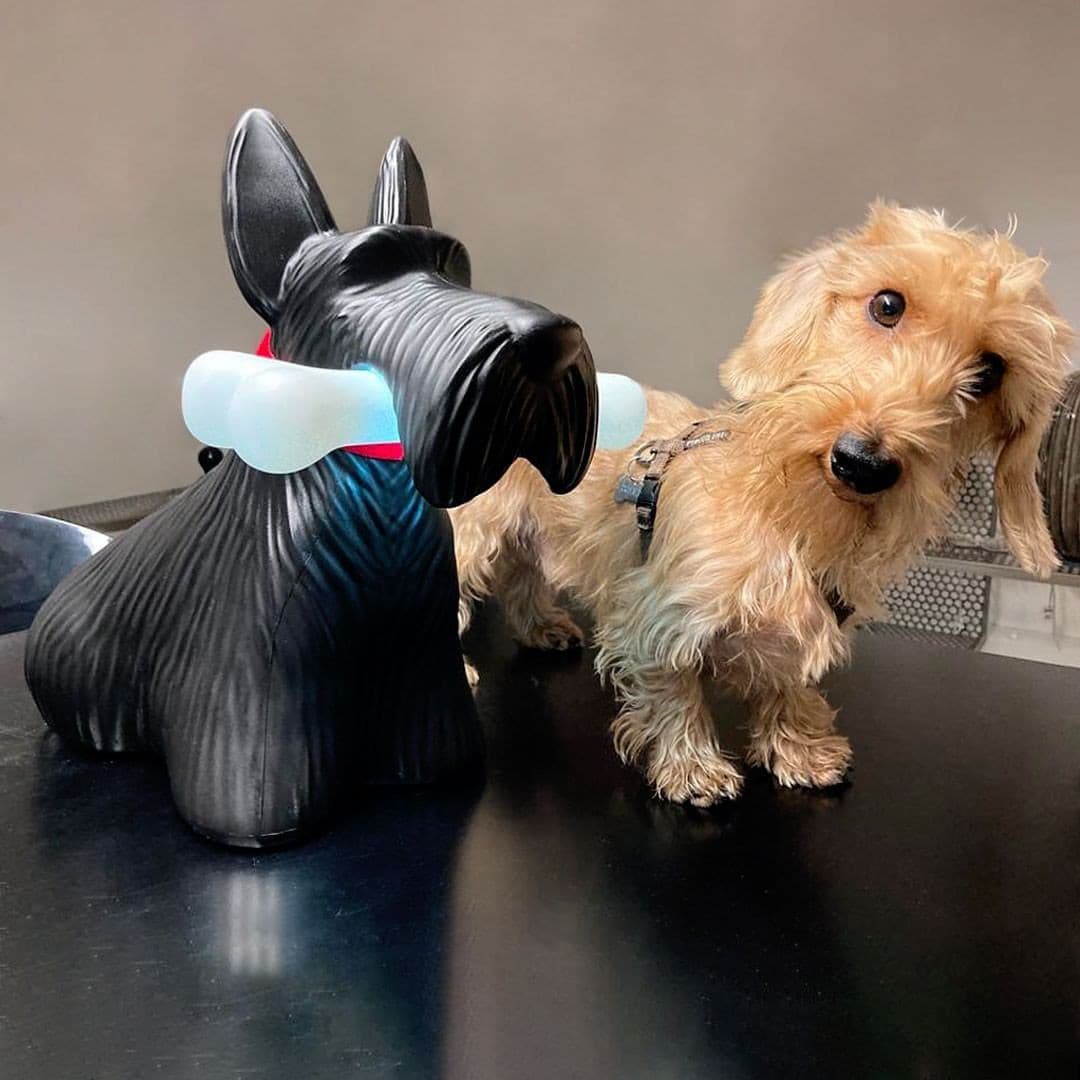Scottie Table Lamp - Lumpaz