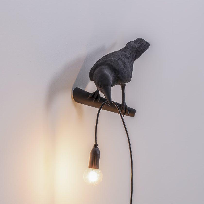 Front view of Black bird and wall perch