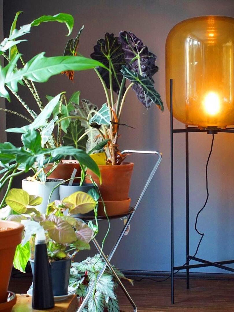 Glowing amber glass lamp on a tall black frame behind leafy plants.