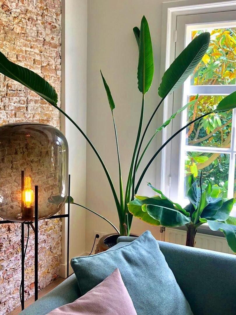 Glass floor lamp beside a teal sofa and broad-leaf plants.