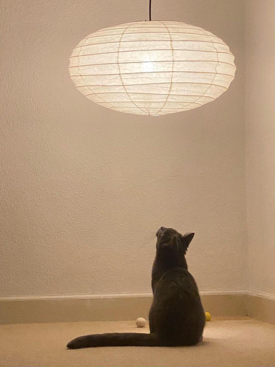Glowing flattened paper lantern above a grey cat in a plain room, showing paper texture and horizontal rib lines