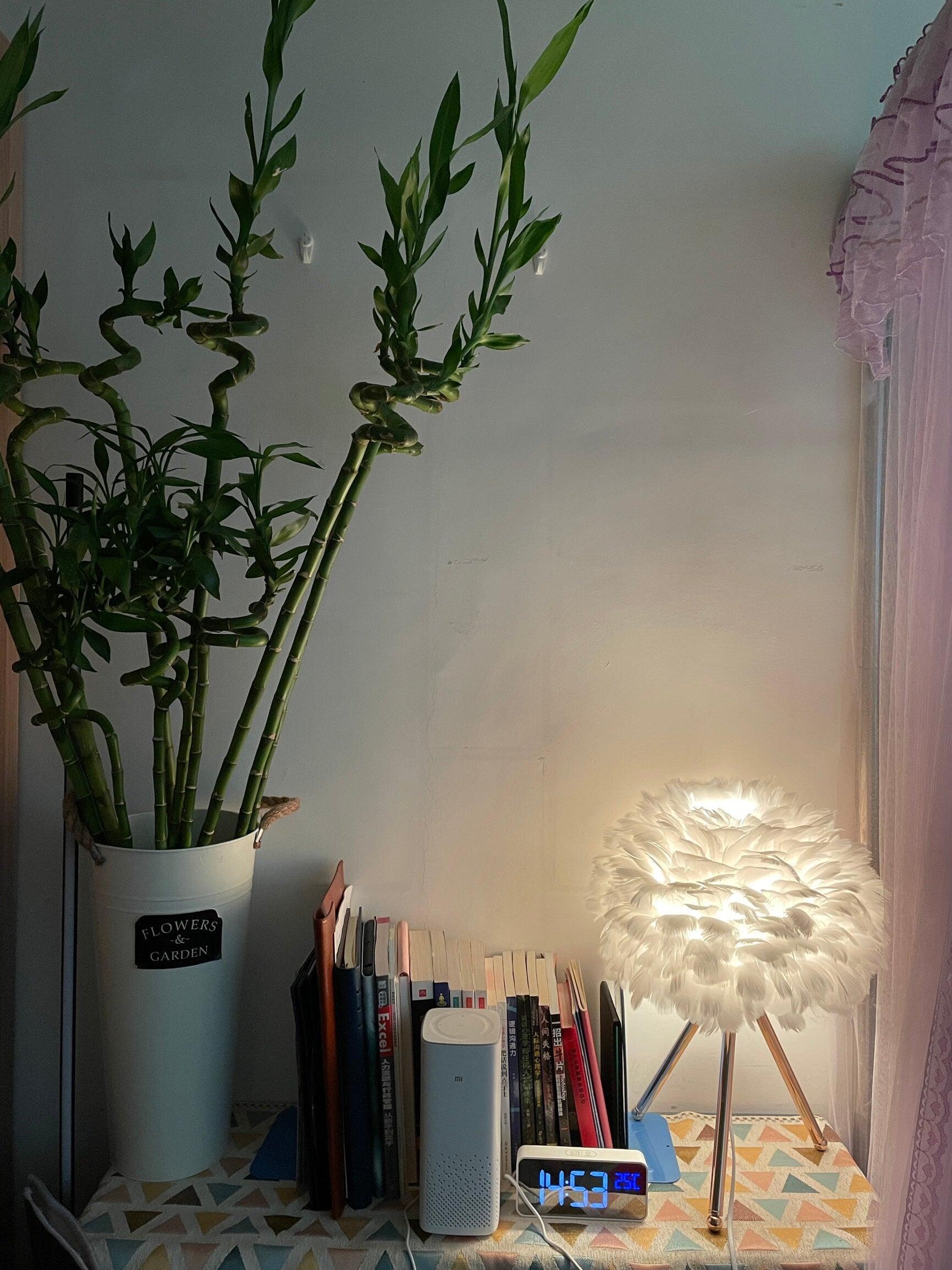 White feather lamp beside books and plant